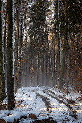 Path into the winter forest covered by late autumn sunshine