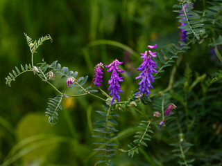 Obraz premium Vicia cracca is a perennial herbaceous plant, a species of the genus Vicia of the legume family Fabaceae . A valuable forage and honey plant