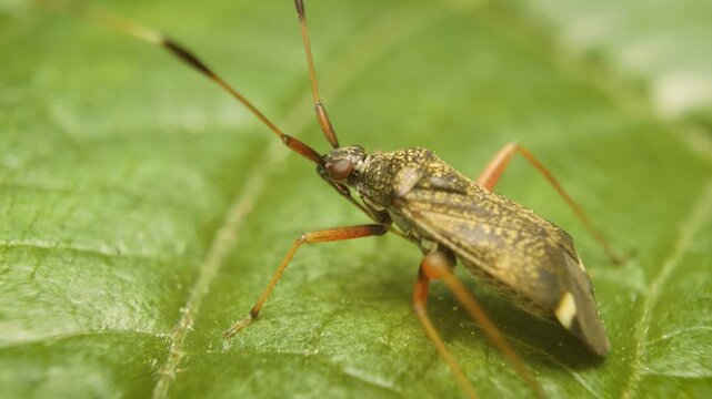 Vilnius, Lithuania &mdash; January 5, 2026. Close-up of Closterotomus biclavatus, a plant bug belonging to the family Miridae, on a leaf.