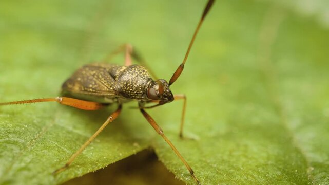 Close-up of Closterotomus biclavatus, a plant bug belonging to the family Miridae, on a leaf.