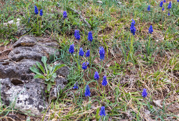 Young shoots of flowering plants in the spring in a sunny meadow