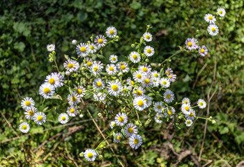 Young shoots of flowering plants in the spring in a sunny meadow