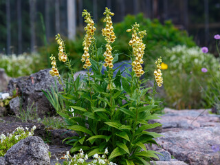 Foxglove ( Latin- Digitalis grandiflora ) is a perennial herbaceous plant, a species of the genus Digitalis of the Plantaginaceae family © Flower_Garden
