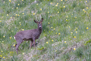 Capreolus capreolus © Isaac
