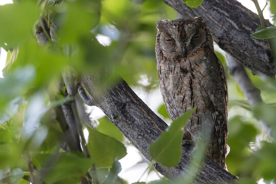 Otus scops