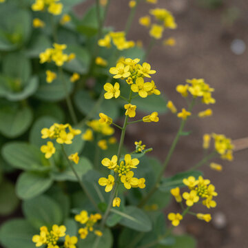 Bright yellow bunias orientalis flowers bloom in a lush, verdant hill mustard landscape