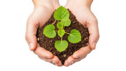 Hands cradling a small green plant with rounded leaves growing in dark brown soil on a white background with nature and growth and sustainability