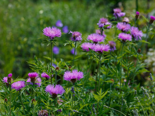 Obraz premium Psephellus dealbatus, the Persian cornflower or whitewash cornflower, is a species of Psephellus native to the Caucasus Mountains and Turkey