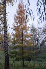 Fototapeta premium Autumn larch tree with golden needles in natural landscape