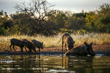 Common warthog family drinking and bathing in waterhole in greater Kruger National park, South Africa ; Specie Phacochoerus africanus family of Suidae