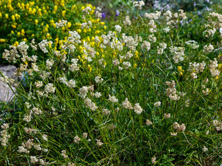 Fototapeta premium Snowy rhizome ( Latin- Luzula nivea ) is a species of flowering plant of the genus Luzula of the family Juncaceae