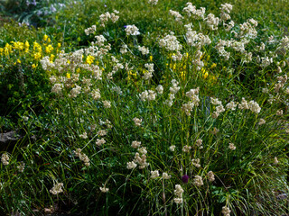 Fototapeta premium Snowy rhizome ( Latin- Luzula nivea ) is a species of flowering plant of the genus Luzula of the family Juncaceae