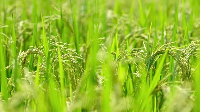 close up photo of golden rice field