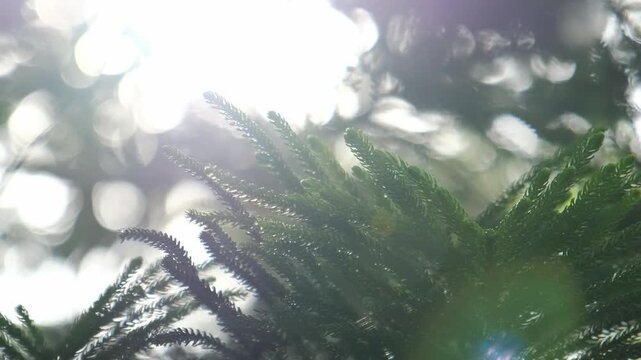 green pine leaf background in morning sun shine