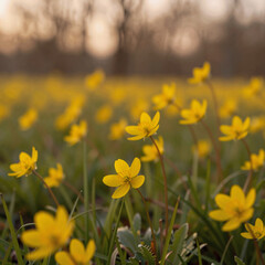 Fototapeta premium Idyllic nature scene: sunset field of yellow flowers and grassy meadow, blurred forest background, tranquil spring/summer setting