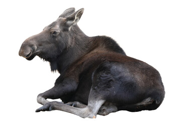 Moose resting in a relaxed position with its head turned to the side showcasing its large antlers...
