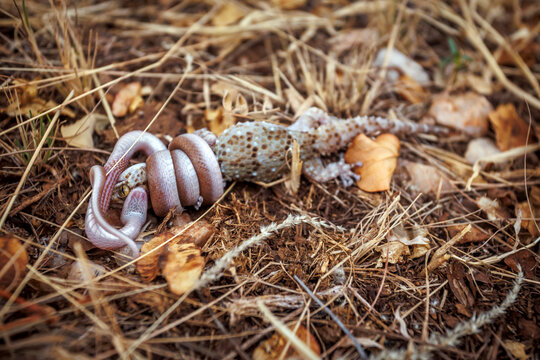 Marbled tree snake killing a gecko in Greater Kruger National park, South Africa ; Specie Dipsadoboa aulica family of Colubridae