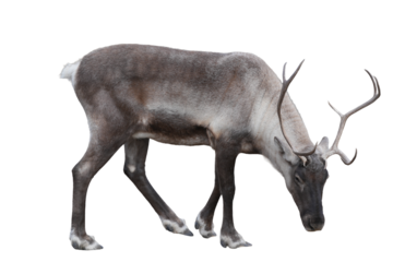 Reindeer grazing on the ground with a focus on its antlers and distinctive fur patterns cutout on alpha channel