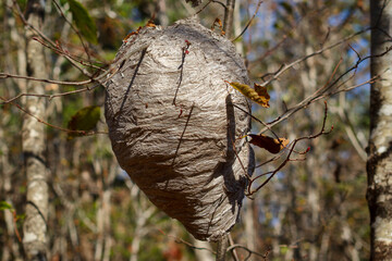 Paper wasp nest in the forest