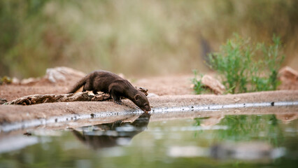 Slender mongoose drinking in waterhole with reflection in Greater Kruger National park, South Africa; specie Galerella sanguinea family of Herpestidae
