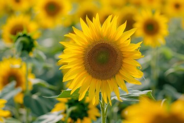 Obraz premium Close up of a sunflower growing in a field of sunflowers, illuminated by sunlight