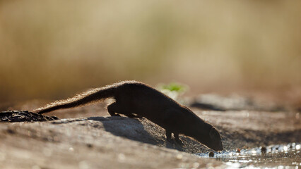 Slender mongoose drinking backlit in waterhole in Greater Kruger National park, South Africa;...
