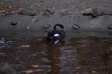 Black swan swimming in calm autumn pond