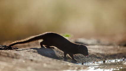 Slender mongoose drinking backlit in waterhole in Greater Kruger National park, South Africa;...