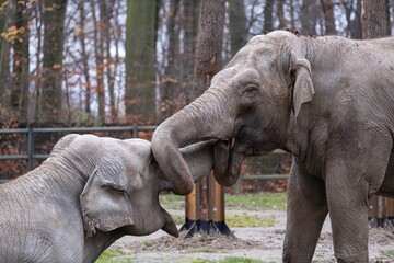 Fototapeta premium Asian elephants touching trunks in affectionate interaction