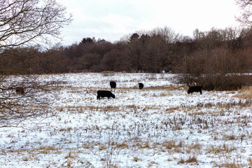 Cows grazing on snowy yellow grass winter field