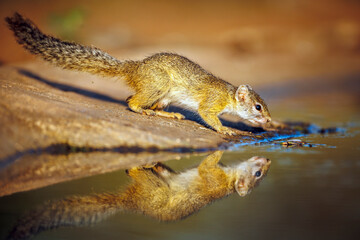 Smith bush squirrel drinking in waterhole with reflection in Greater Kruger National park, South...