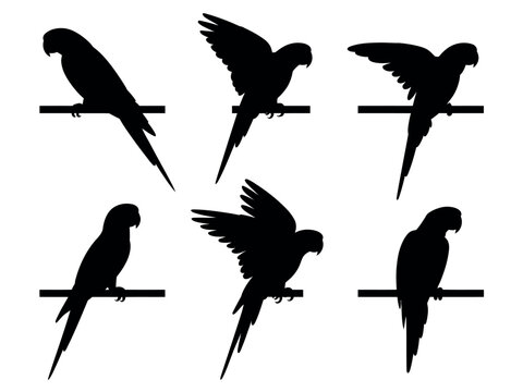 Black Silhouettes of Parrots Perched