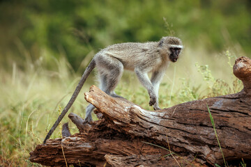 Vervet monkey walking on a log  in Greater Kruger National park, South Africa ; Specie Chlorocebus...