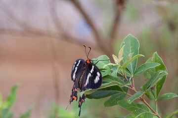 beautiful butterfly on a branch in  forest