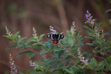 beautiful butterfly on a branch in  forest