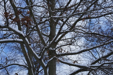 Schneebedeckte Buchenzweige mit trockenen braunen Bl&auml;ttern vor blauem Winterhimmel