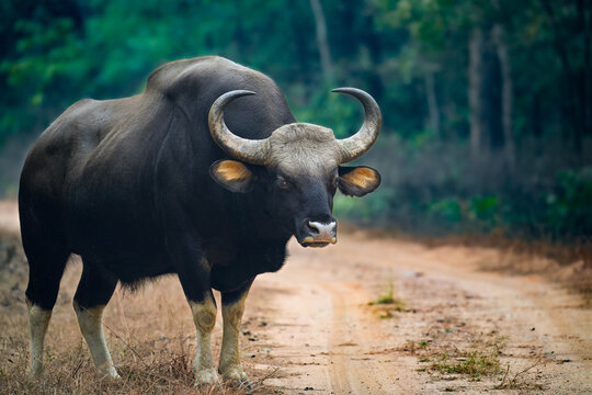 A large male Indian Gaur