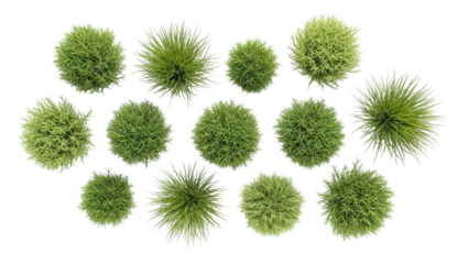 Green spiky seed pods transparent background cutout png