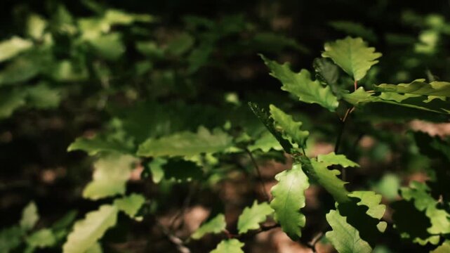 Young oak seedlings swaying gently in the wind under soft sunlight. Natural forest scene symbolizing growth, resilience, sustainability, and fresh spring life