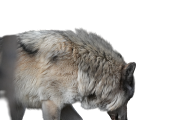 Wolf with a thick gray and brown fur coat looking down against a white background high-key lighting with cutout object