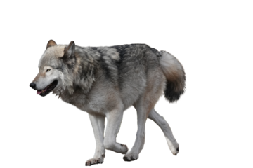 Gray wolf walking gracefully with a confident demeanor showcasing its thick fur ready for compositing on white and transparent background