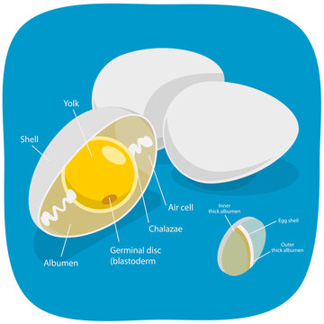 3D Isometric Flat  Illustration of Chicken Egg , Education Diagram
