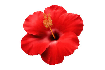 Red hibiscus flower displaying vibrant petals and stamen on a transparent background, symbolizing tropical beauty and summer