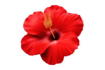 Red hibiscus flower displaying vibrant petals and stamen on a transparent background, symbolizing tropical beauty and summer