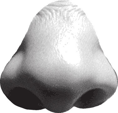 A solitary bell-shaped fruit rendered in a classic stippled black and white style