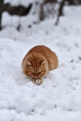 Playful orange funny tabby cat standing upright in snowy park, reaching forward with curious energy on a winter day.