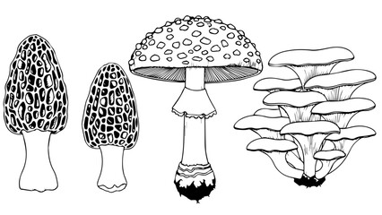 Various types of mushrooms isolated on white background, Vector