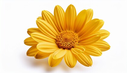 Obraz premium a vibrant yellow flower showcasing intricate petals and a rich center cut out isolated on white background