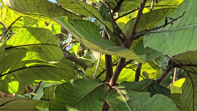 A Marking nut tree with large, broad green leaves and hanging clusters of unripe, green, ovoid fruits, some with small developes black tips. The leathery leaves move with rustling sound of heavy sway.