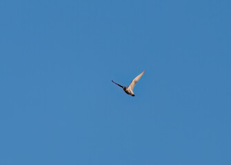 The peregrine falcon a bird of prey, glides through the sky.